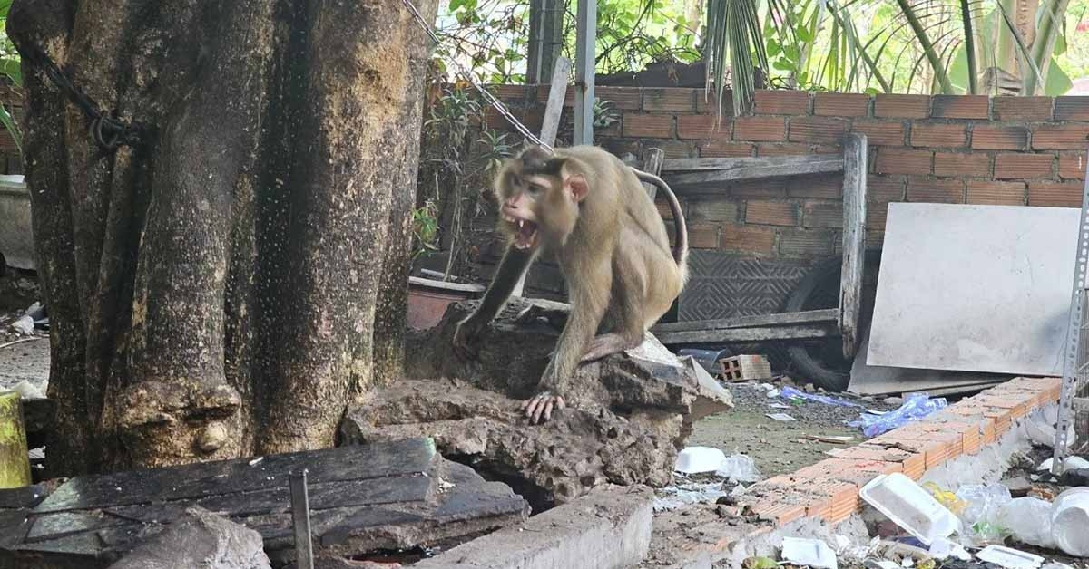 Khỉ hoang xuất hiện ở khu dân cư, tấn công người phụ nữ tại quán ăn
