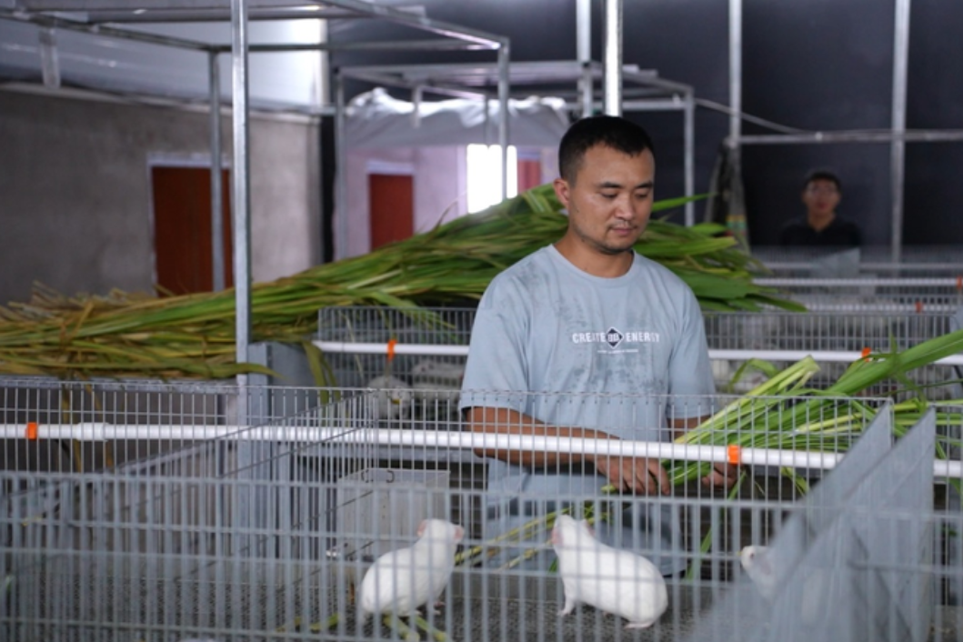 Loài chuột mở ra cơ hội làm giàu cho nhiều ngôi làng ở Trung Quốc