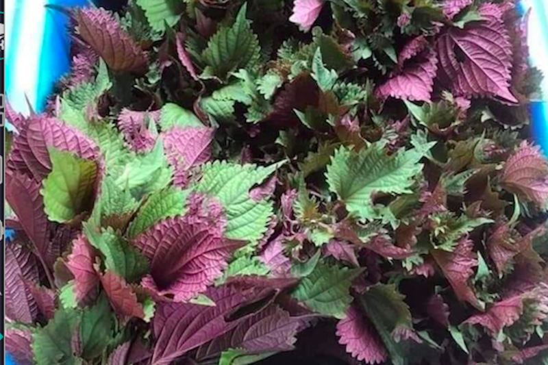 Loại rau gia vị giá rẻ giúp giải cảm, 4 nhóm người tuyệt đối không nên dùng