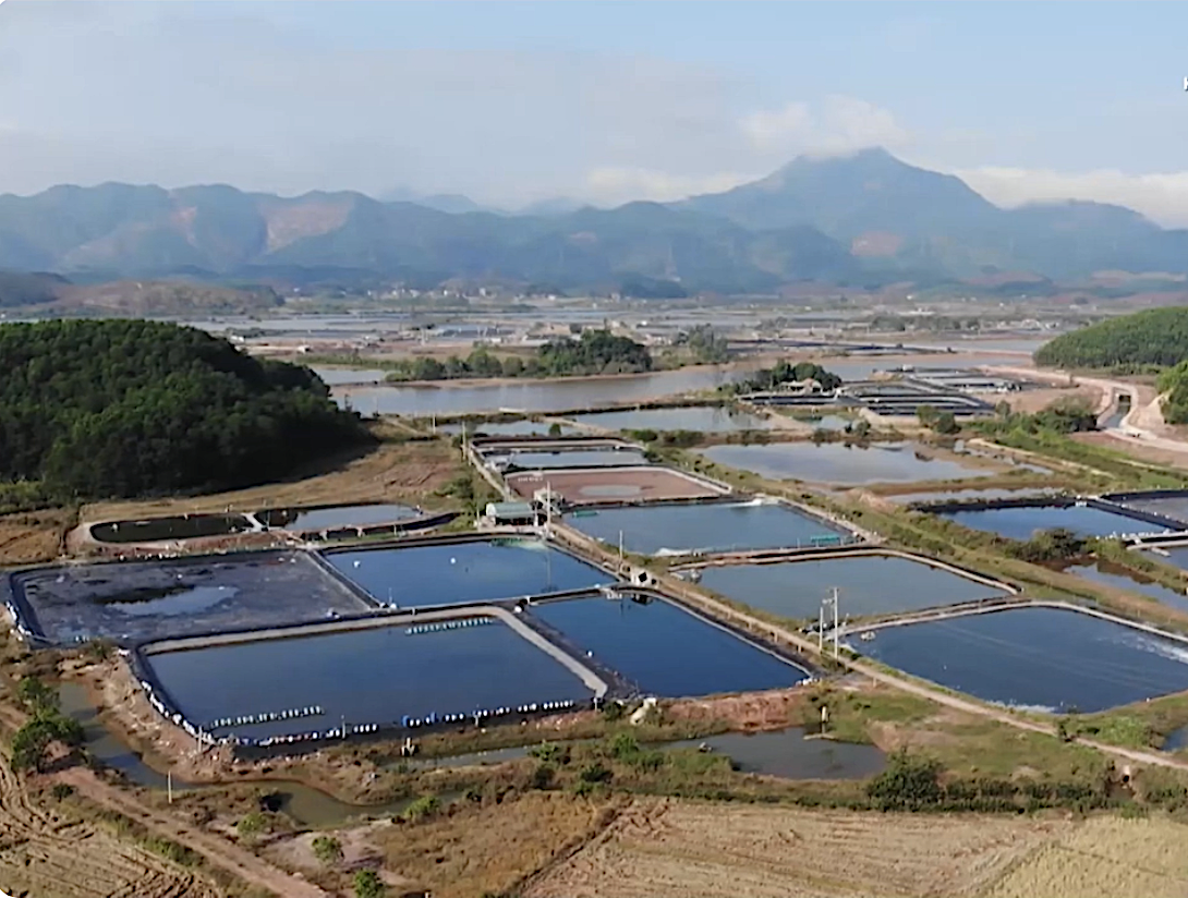 Quảng Ninh tiên phong xây dựng cơ sở dữ liệu điện tử cho ngành nuôi tôm
