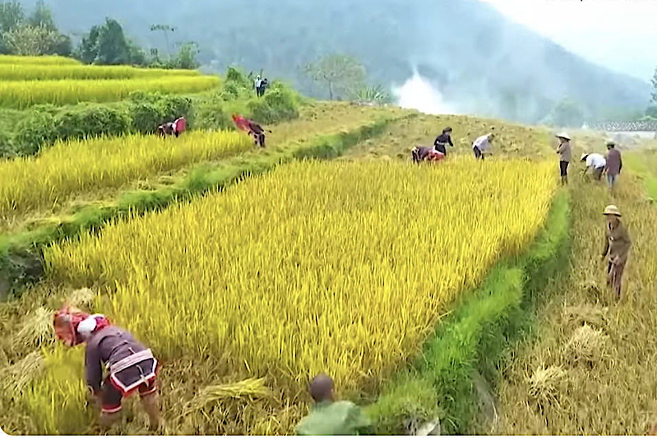 Quảng Ninh nỗ lực chuẩn hoá dữ liệu mã số vùng trồng