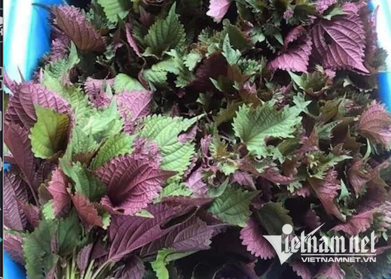 W-lá tía tô .png