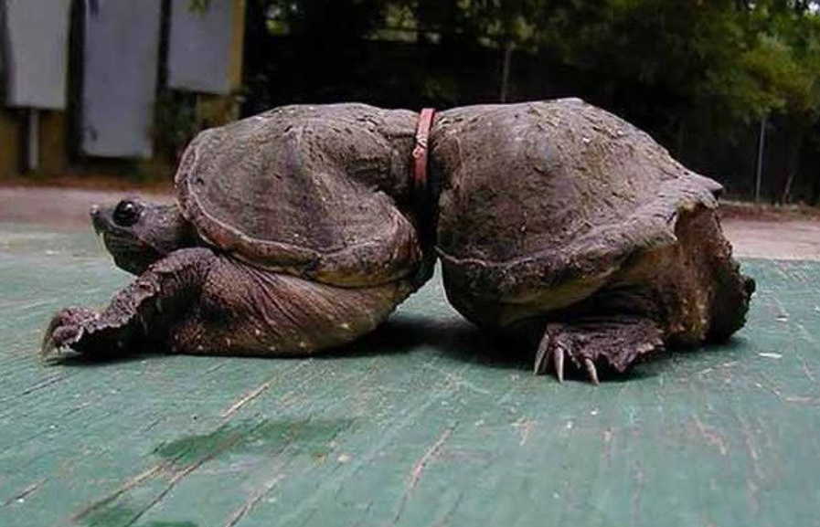 Bài mẫu viết thư UPU lần thứ 54: Khi đại dương thành nơi chứa rác