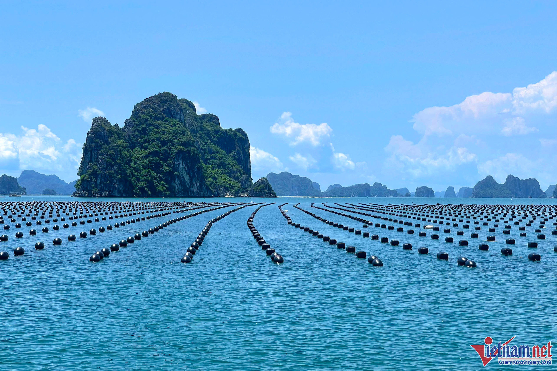 bai nuoi rong 1442.jpg