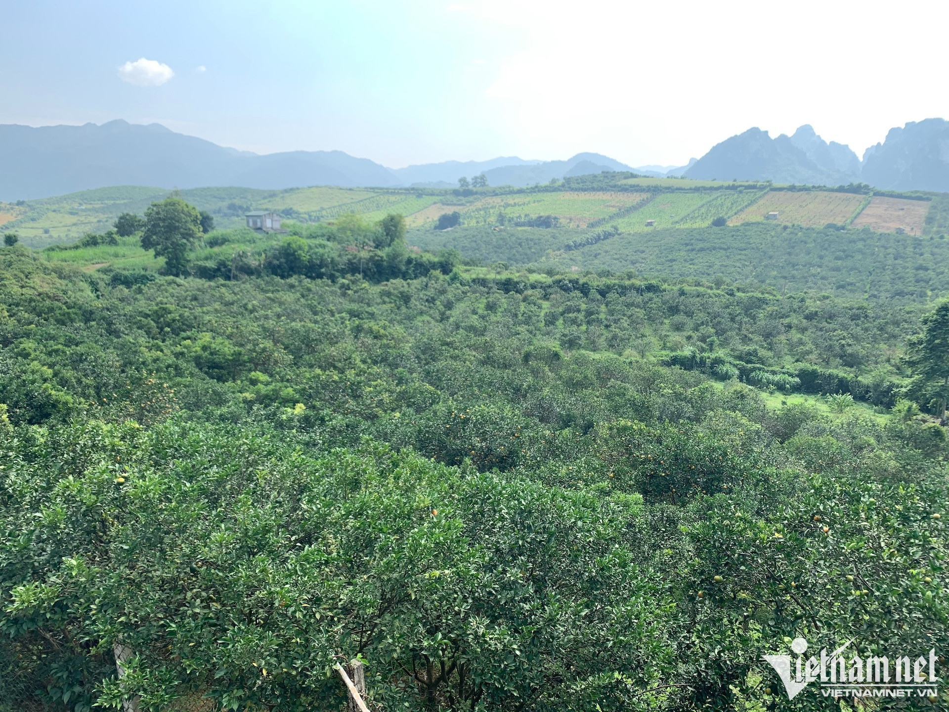 dau tu dat trong cay 1 957.jpg