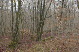 Theo chân chuyên gia &amp;apos;chạy đua với tử thần&amp;apos;, làm việc nguy hiểm nhất thế giới