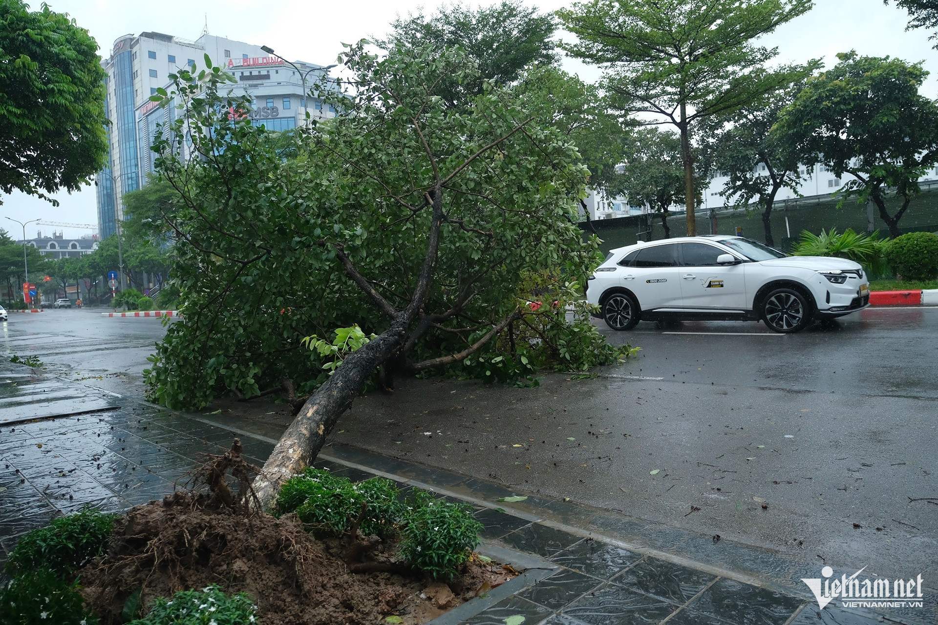 bao yagi 4 Copy 1.jpg