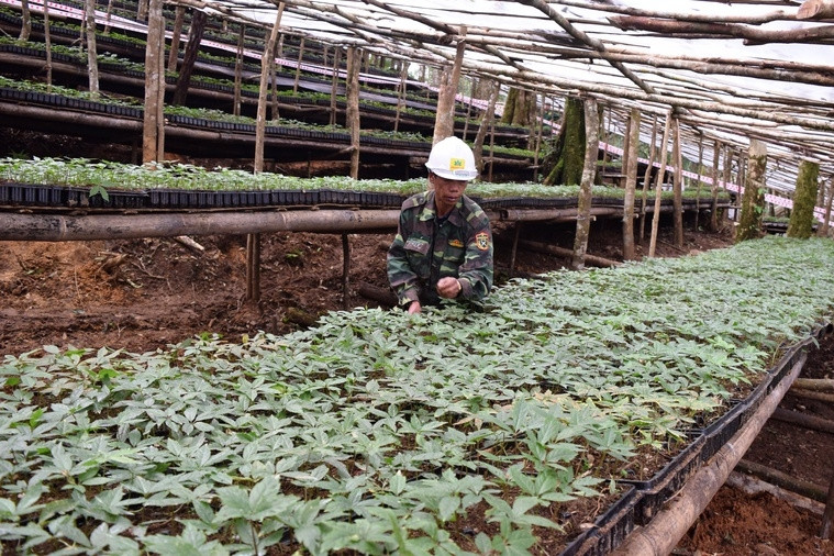 Huyện ở Kon Tum cấp miễn phí hơn 3.300 'cây giống xoá nghèo'