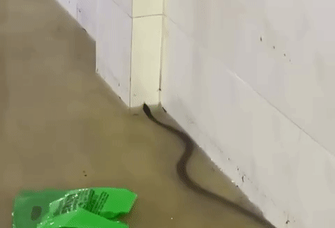 Mưa lớn ngập nặng ở Đồng Nai, người dân hoảng hốt vì rắn bò vào nhà