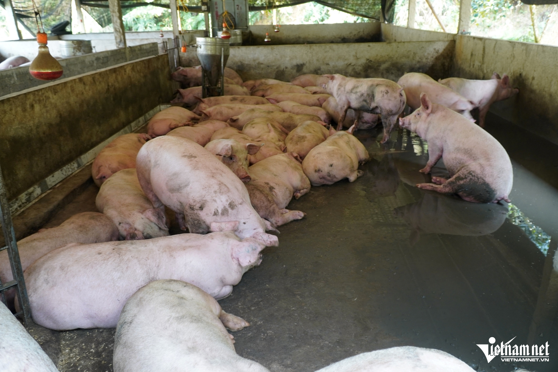 W-a3Trang trại lợn xả thải trực tiếp.JPG.jpg