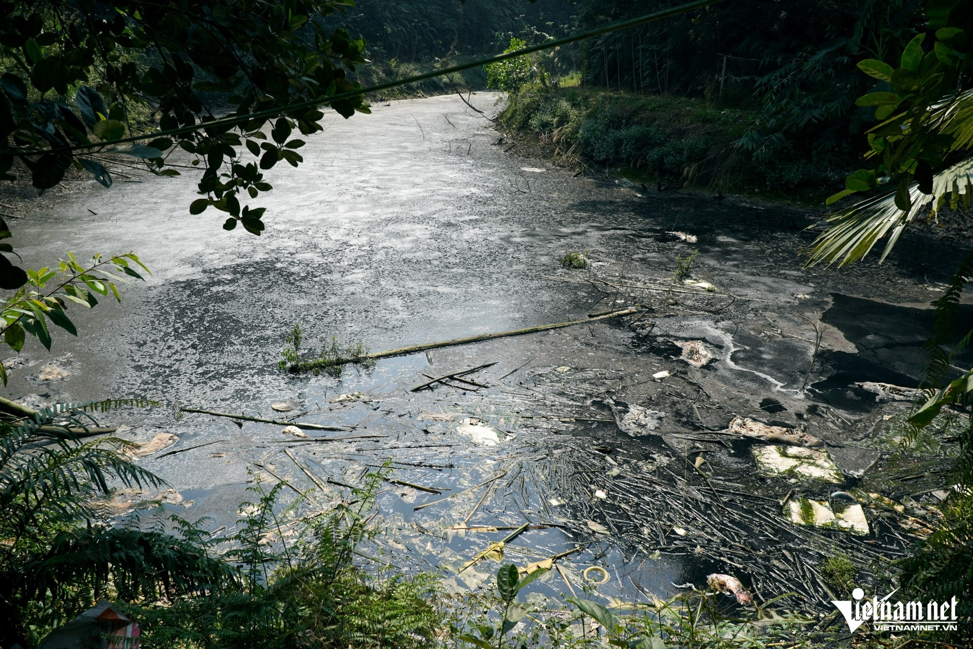 W-a5Trang trại lợn xả thải trực tiếp.JPG.jpg