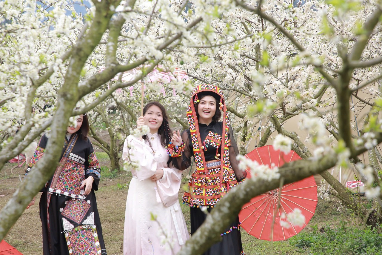 Du khách đổ xô đến ngắm hoa mận, Mộc Châu có doanh thu 1.200 tỷ đồng IMG_20250216_115531.jpg