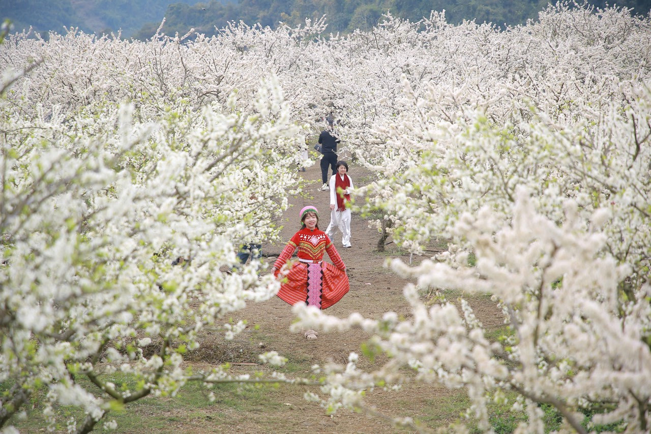 Du khách đổ xô đến ngắm hoa mận, Mộc Châu có doanh thu 1.200 tỷ đồng IMG_20250216_115547.jpg