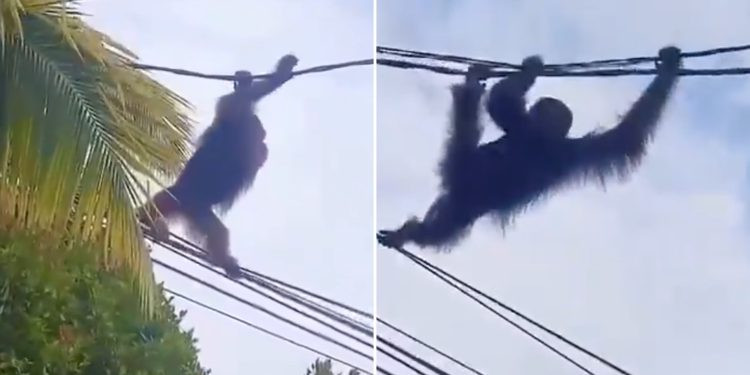 orangutan 750x375.jpg