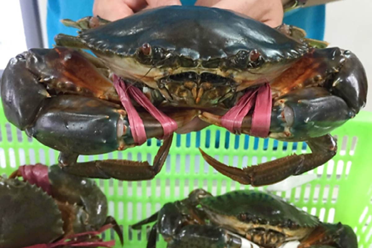 Giá cua Cà Mau lập kỷ lục; thực phẩm Tết giá tăng nhẹ