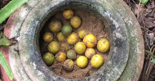 Mẹ đảm ở Đồng Nai mách mẹo bảo quản chanh tươi suốt vài tháng không cần tủ lạnh