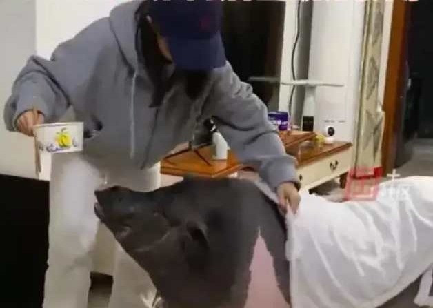 Mẹ 2 con nuôi lợn làm thú cưng, chưa đầy một năm con vật nặng tới 150kg