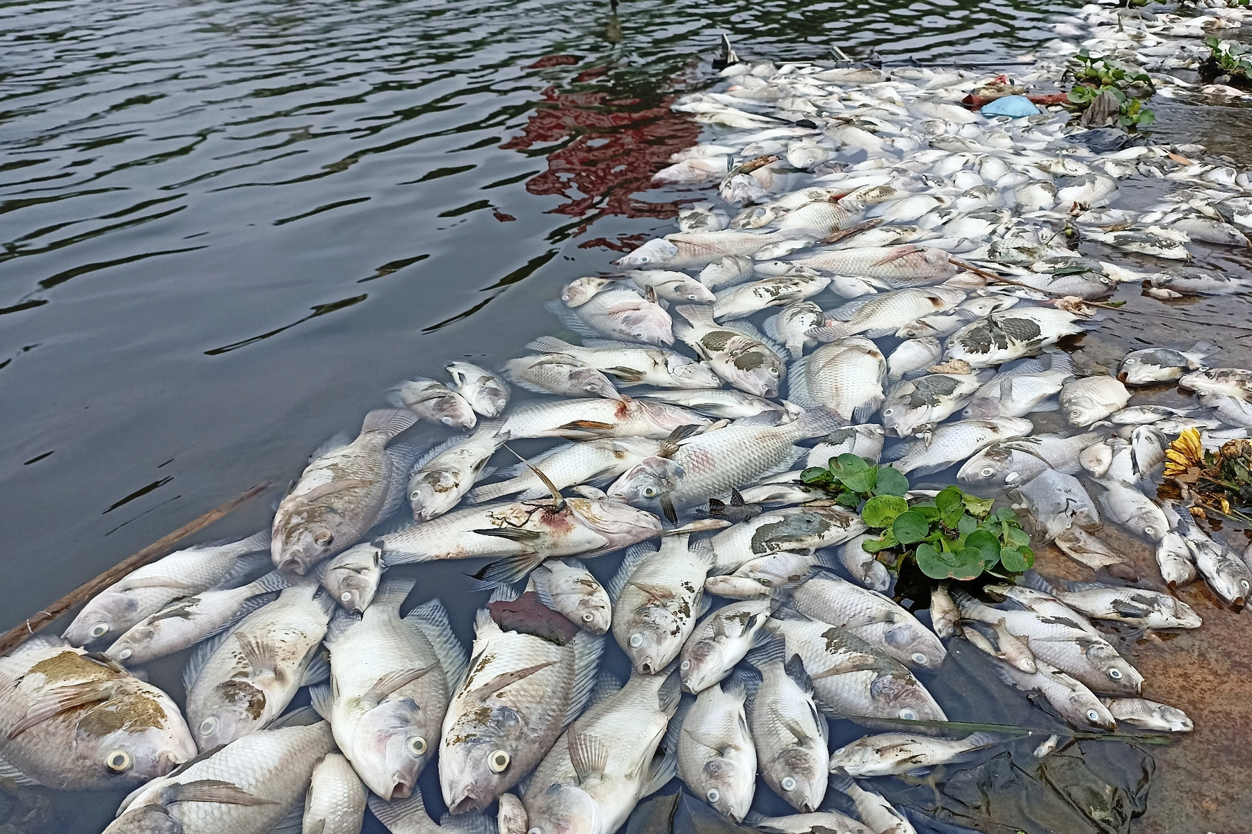 Cá chết bất thường nổi trắng suối ở Bỉm Sơn, dân vớt về cho gà ăn