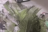 Nam thanh niên ở Long An cướp 10kg thịt bò trong sự ngỡ ngàng của nhiều người