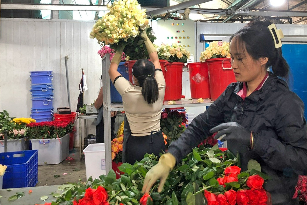 Quỳnh Phương số hóa hướng tới thị trường hoa xuất khẩu