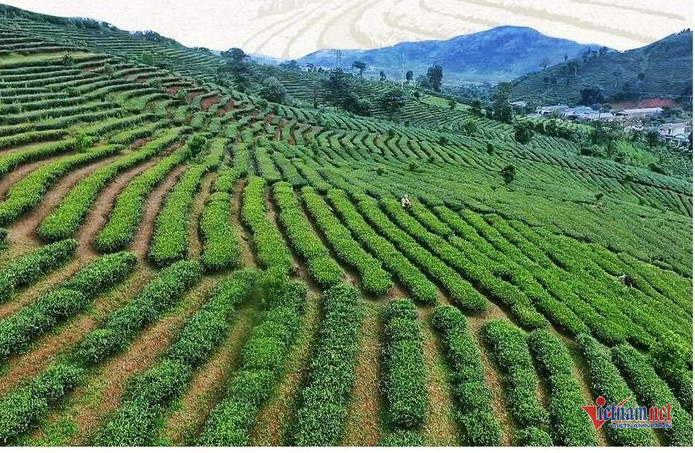 W-che lai chau 452.jpg