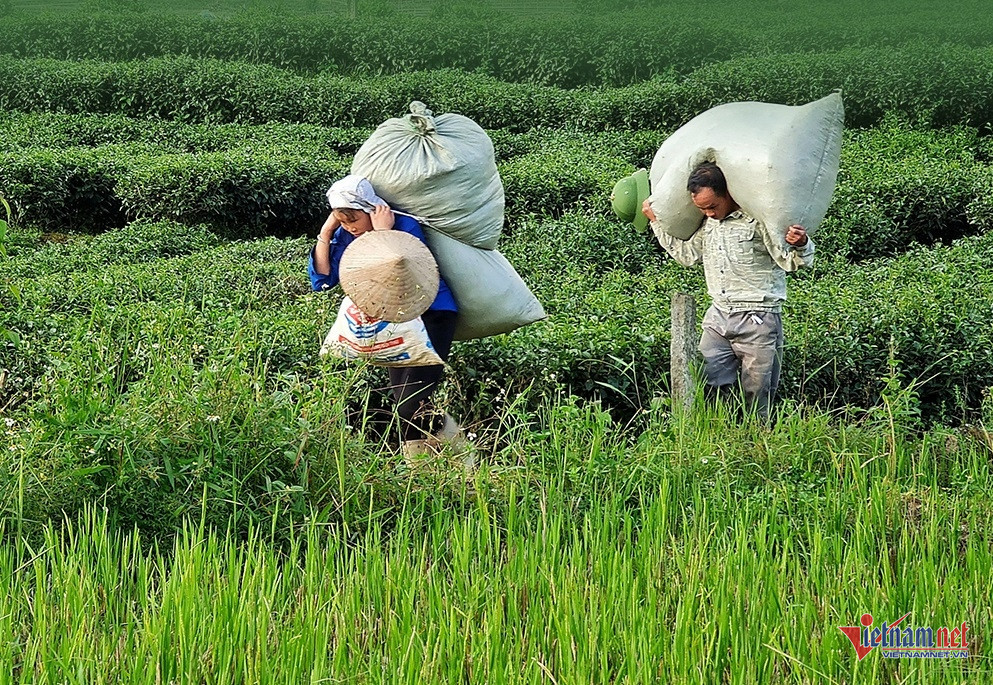 W-che lai chau 602.jpg