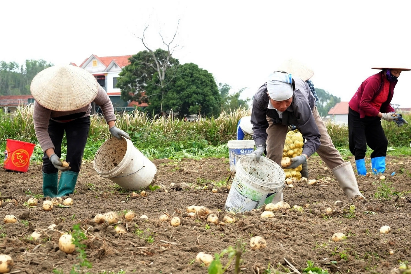 Loại củ cho thu hoạch 500 tấn, bà con phấn khởi vì 'trồng chơi ăn thật'