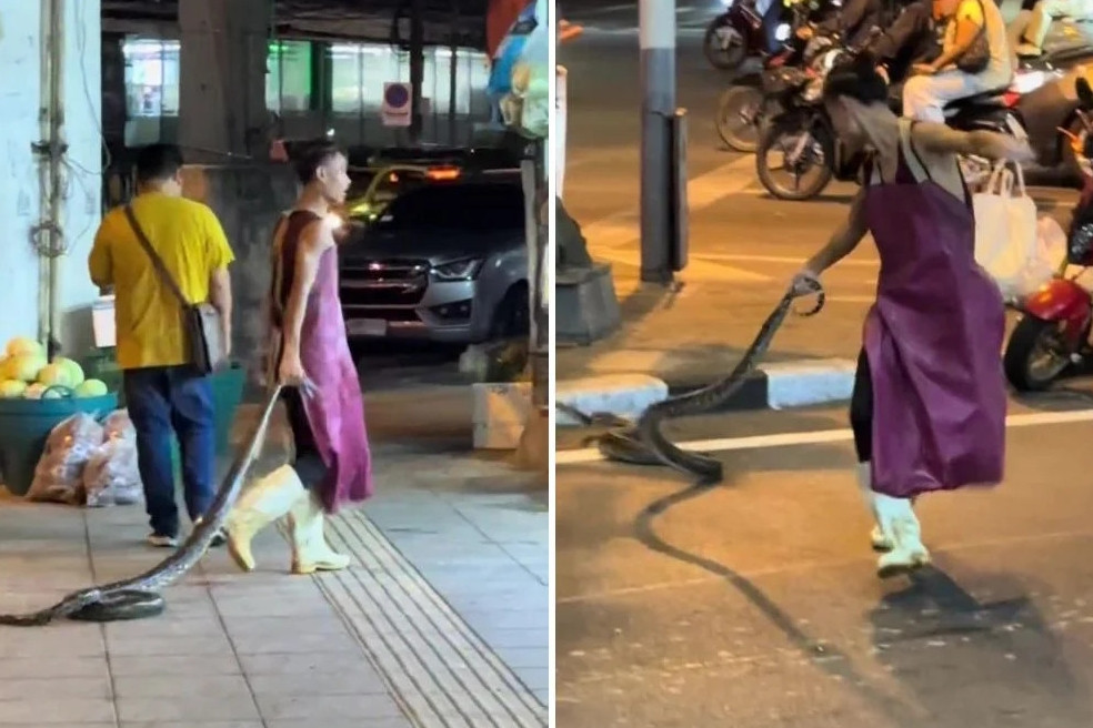 Người đàn ông tay không bắt rắn, cầm đuôi con vật kéo đi như đồ chơi