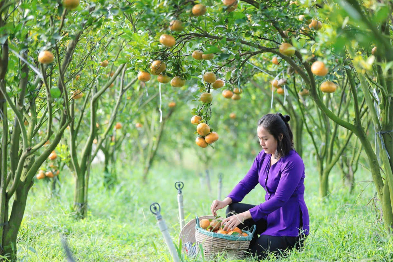 Cô gái có 3 bằng đại học về quê trồng loại cây cho trái siêu đẹp gây ngỡ ngàng