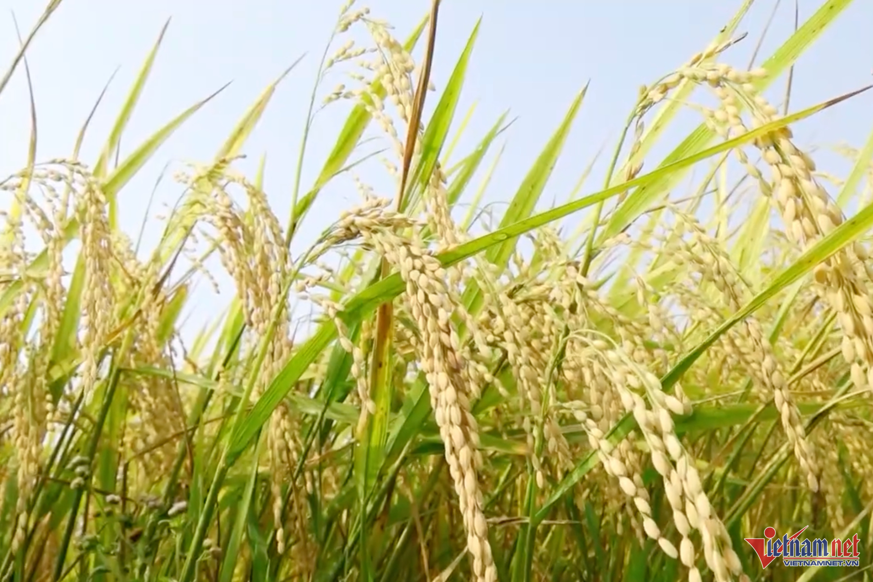 W-minhhoa.png