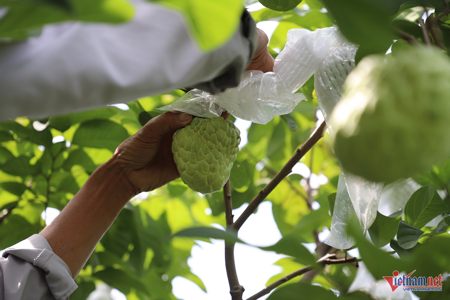 W-na thái 2.JPG.jpg