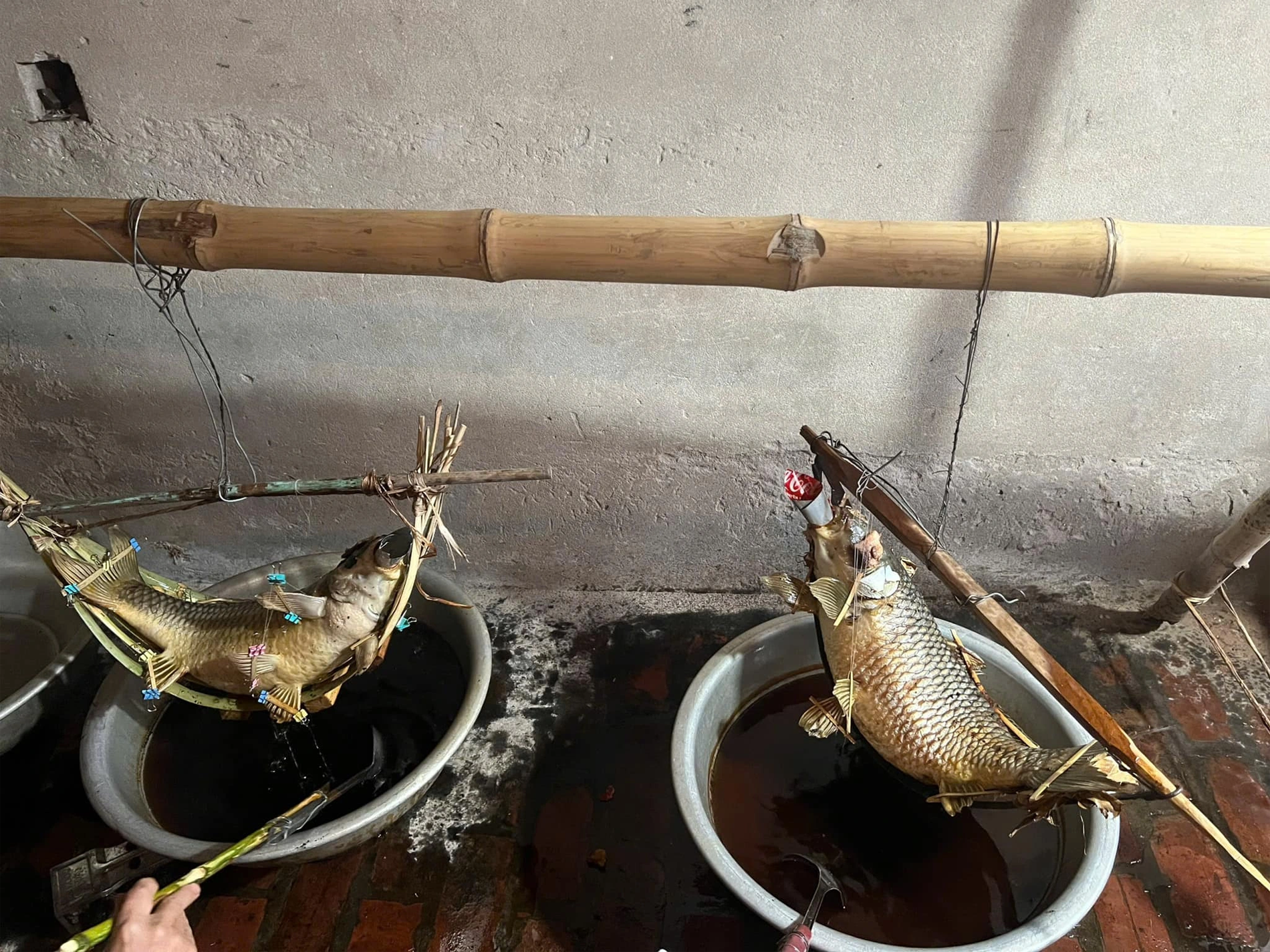 cá chép nằm võng Trọng Tùng.png