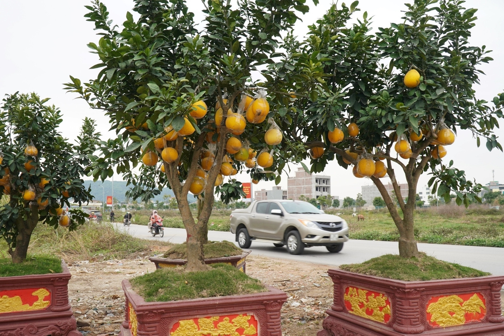 Đào cổ thụ, bưởi cảnh bỏ la liệt bên đường sau Tết, thương lái lỗ tiền tỷ