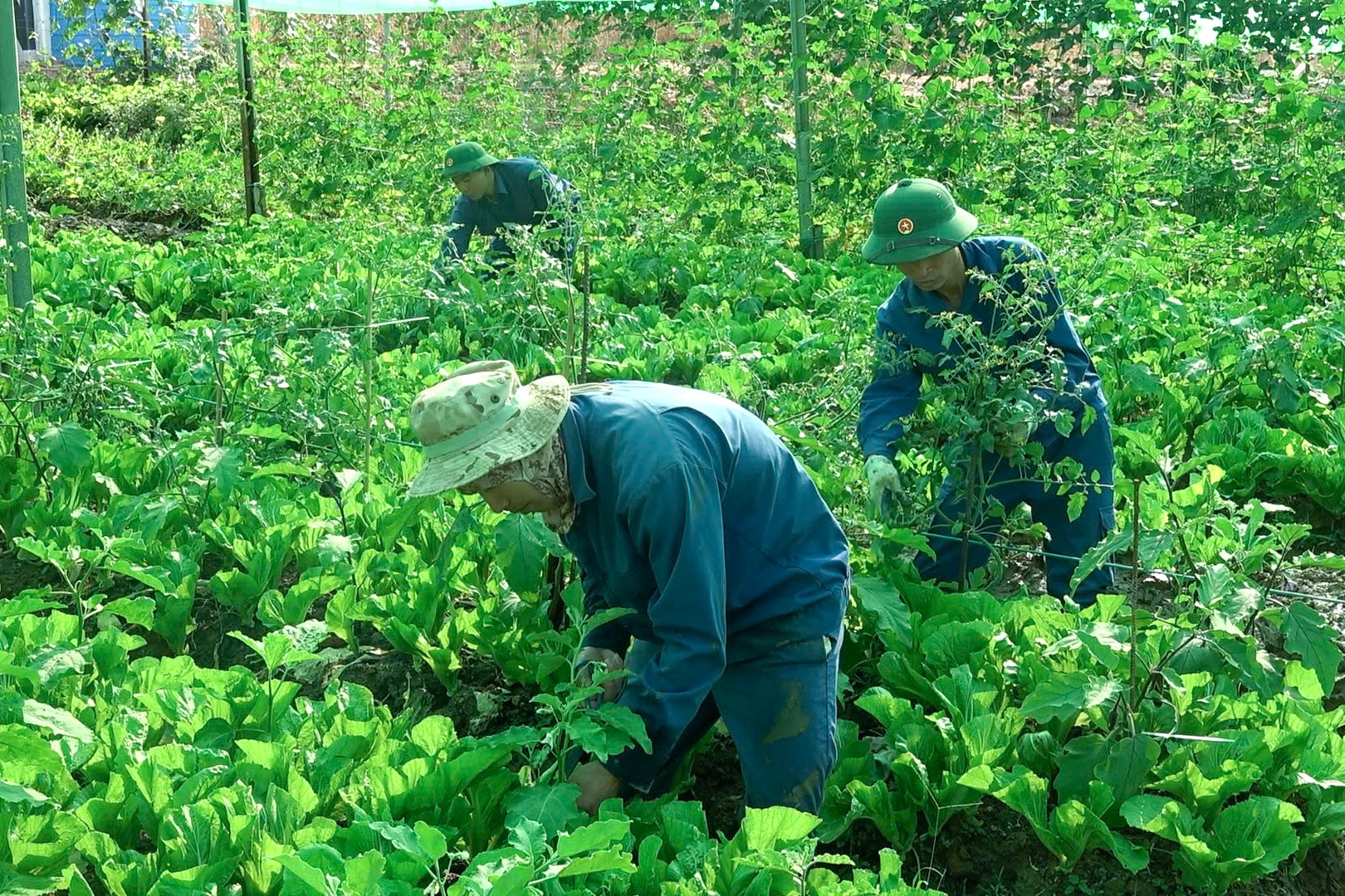 Bộ đội Việt Nam 'biến không thể thành có thể', trồng rau giữa lòng chảo châu Phi