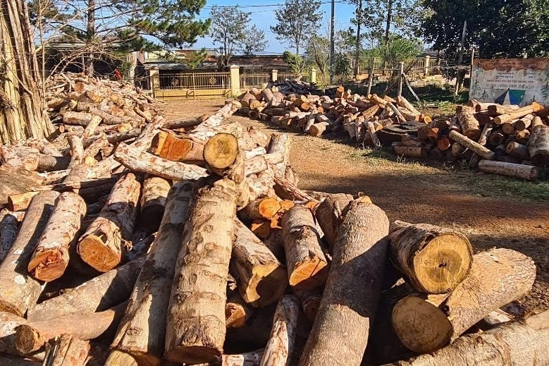 550 cây rừng đường kính lớn bị cắt hạ, công an lấy lời khai nhiều đối tượng
