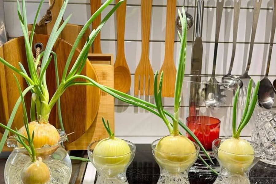 Bác sĩ nói gì về tin đồn dùng củ hành tây 'hút' virus cúm?