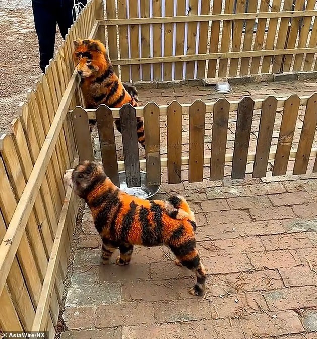 vuon thu nhan gach da khi nhuom cho thanh ho 2.jpg