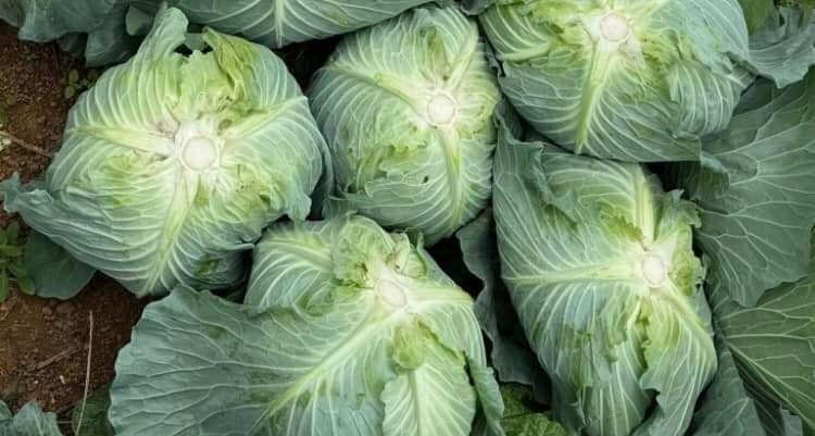 Ăn bắp cải có bị bướu cổ không?