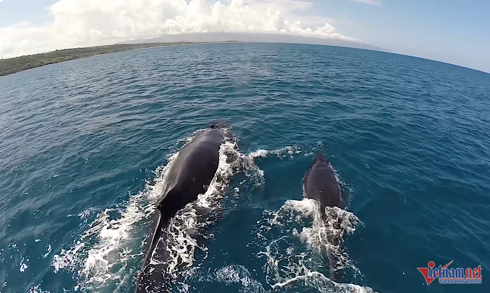 W-bienthaibinhduong 537.png