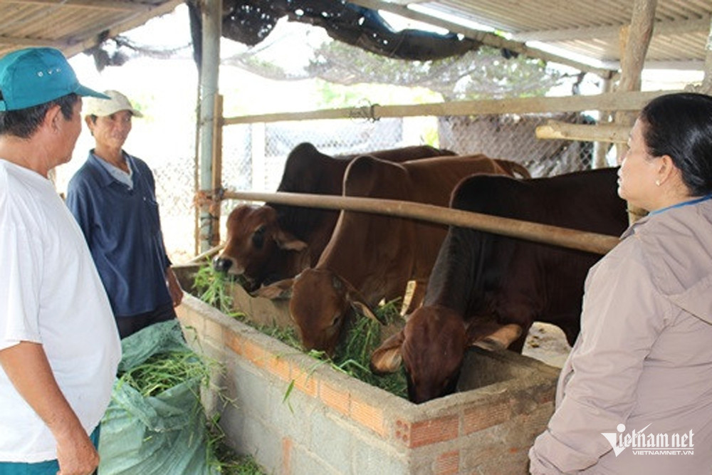 W-ninh phuoc 95686.jpg