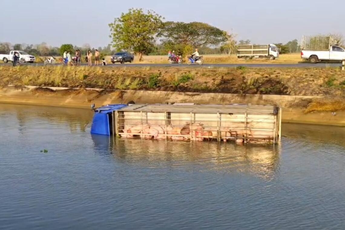 Xe chở lợn lao xuống kênh nước, gần 100 con chết đuối