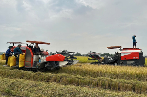Agribank đẩy mạnh cho vay sản xuất, kinh doanh lúa gạo