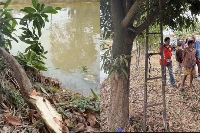 Tai nạn hi hữu khiến người đàn ông thiệt mạng khi hái xoài