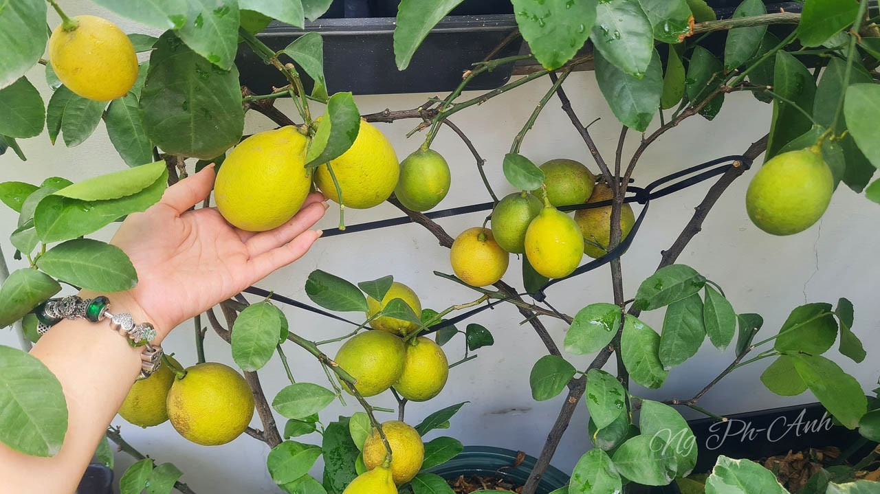 vườn sân thượng tphcm 3.jpg