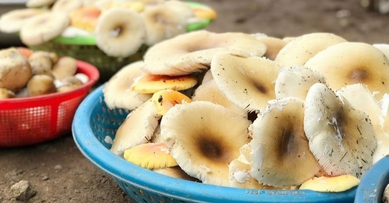 Hai vợ chồng ở Thanh Hóa tử vong sau bữa ăn có nấm