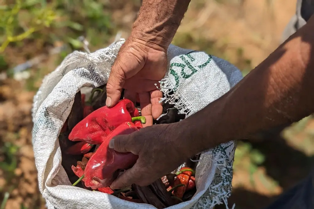 Người Mỹ tiếc nuối không có ớt ngon để ăn vì ông Trump