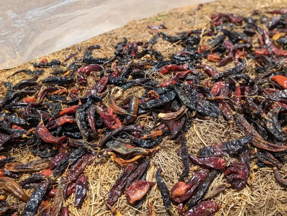 ot kho mexico copy.jpg