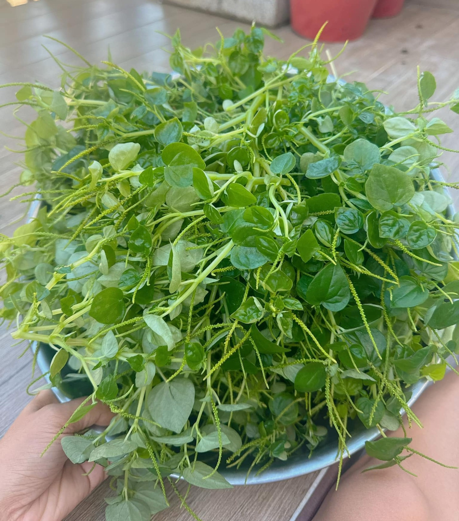 rau càng cua quỳnh như phạm.jpg