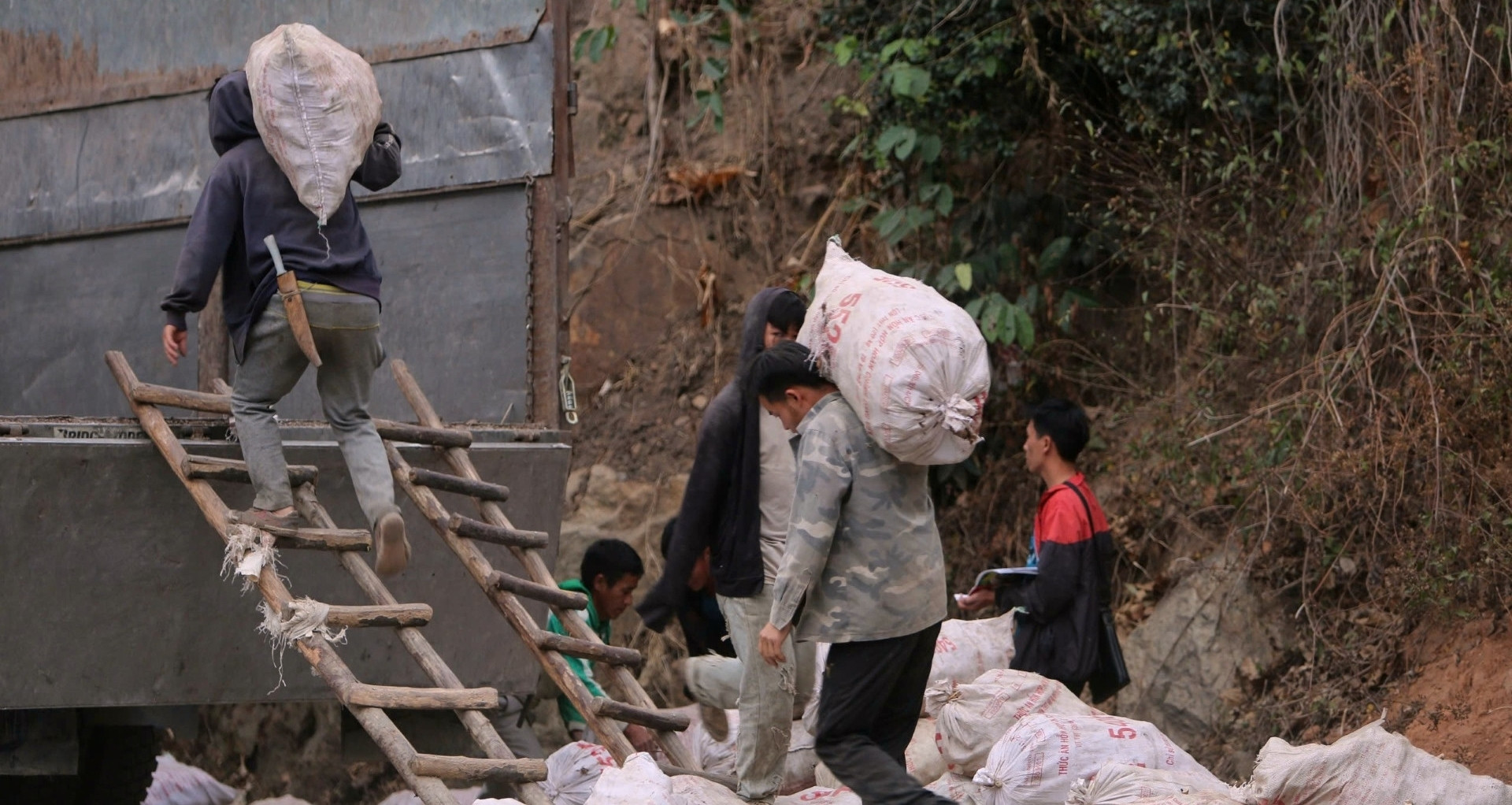 Trung Quốc mua một loại củ của Việt Nam giá rẻ bèo, nông dân thất thu 40-50 tỷ