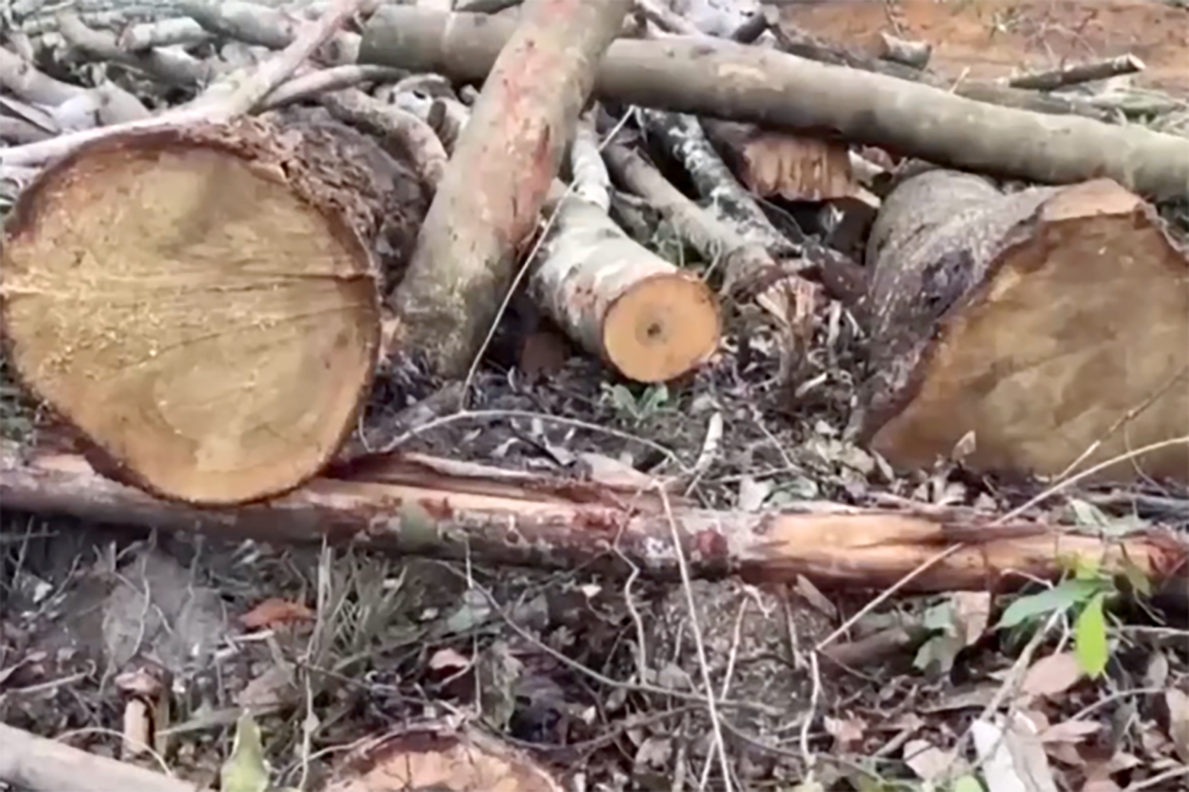 2.500m2 rừng có gỗ quý bị đốn hạ, công an vào cuộc điều tra